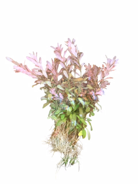 Ludwigia inclinata