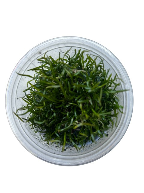 Tissue Culture Cup Lilaeopsis brasiliensis