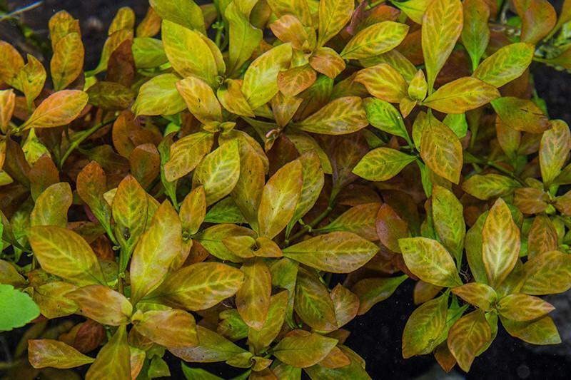 Ludwigia ovalis