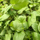 Cardamine lyrata