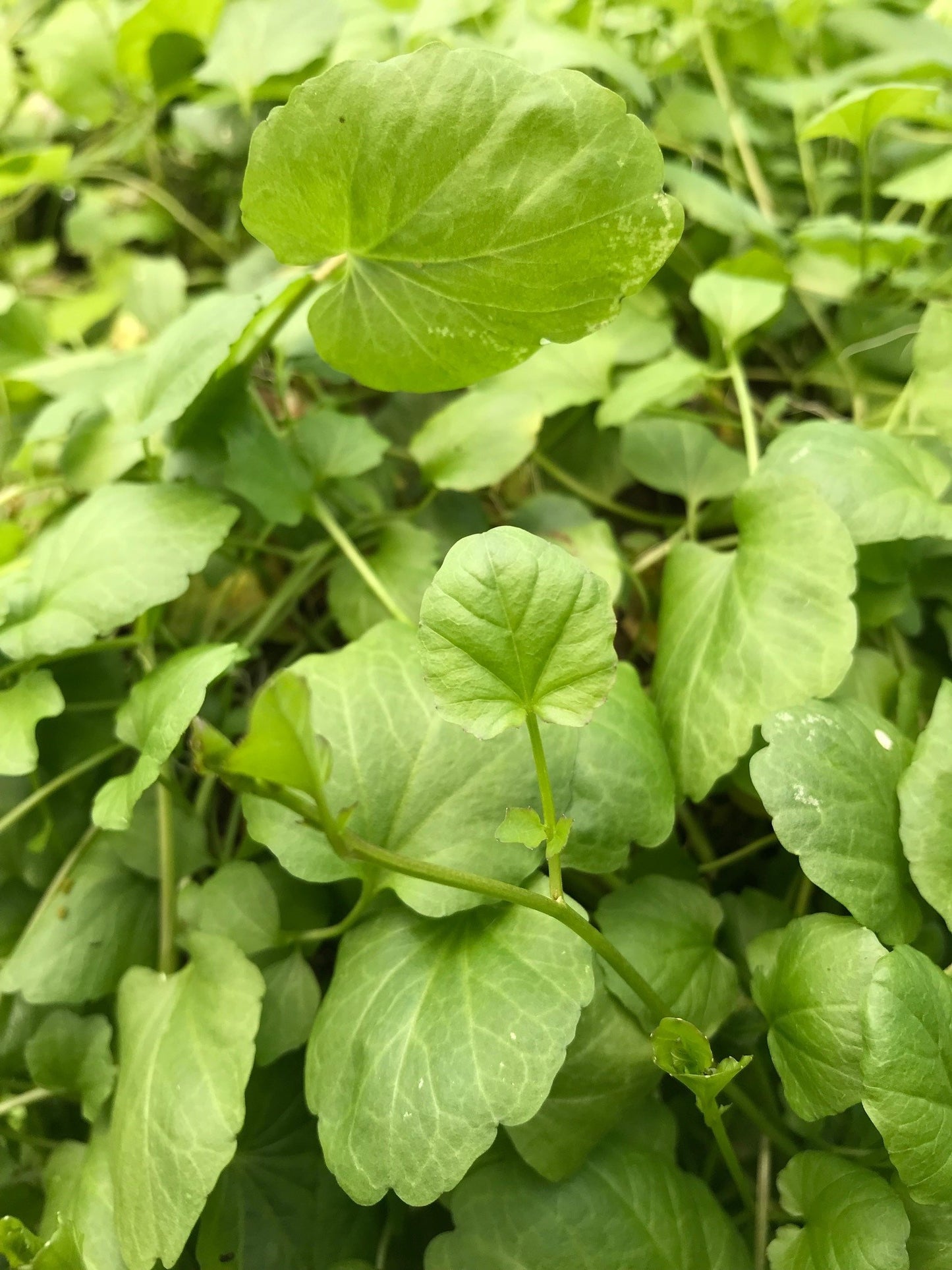 Cardamine lyrata