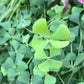 Marsilea hirsuta