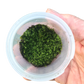 **SPECIAL** Plagiomnium Moss “Terrarium moss” tub