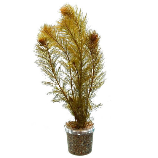 Myriophyllum sp. Roraimi Bronze Milfoil