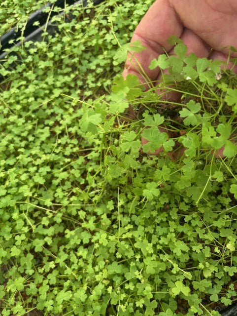 Hydrocotyle tripartita Nano japan'