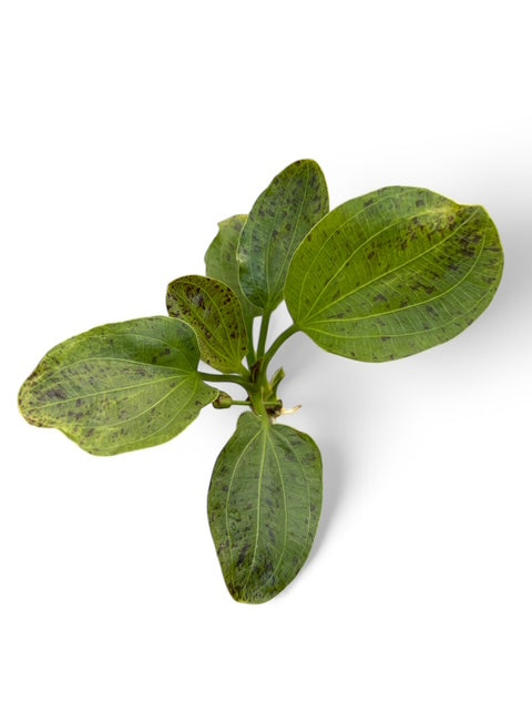 Echinodorus Ozelot