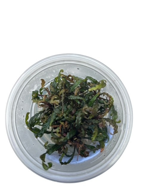 Tissue Culture Cup Hygrophila pinnatifida