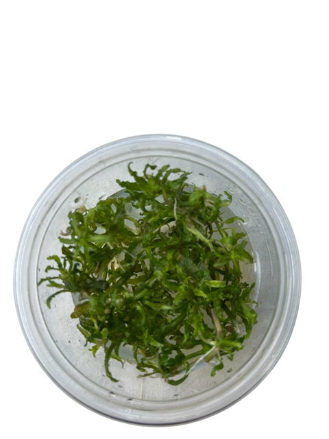 Tissue Culture Cup Pogostemon helferi