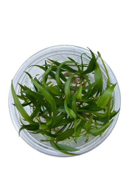 Tissue Culture Cup Helanthium Quadricostatus