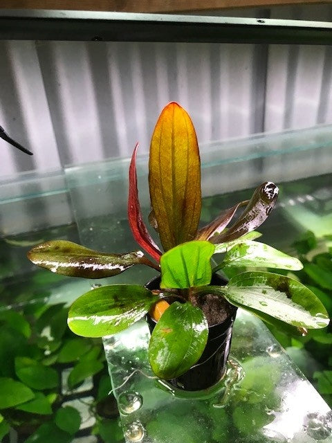 Echinodorus amazon 'Red Pearl'