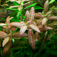 Hydrophilia rosanervis (Pinkpoly)