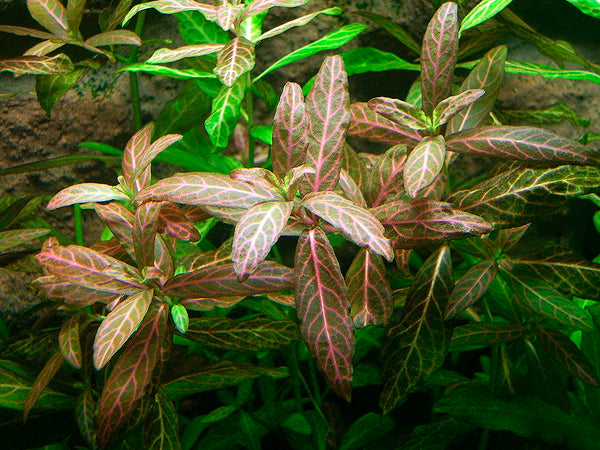 Hydrophilia rosanervis (Pinkpoly)