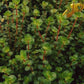 Rotala Colorata