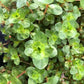Rotala species green