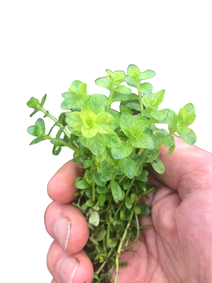 Rotala species green