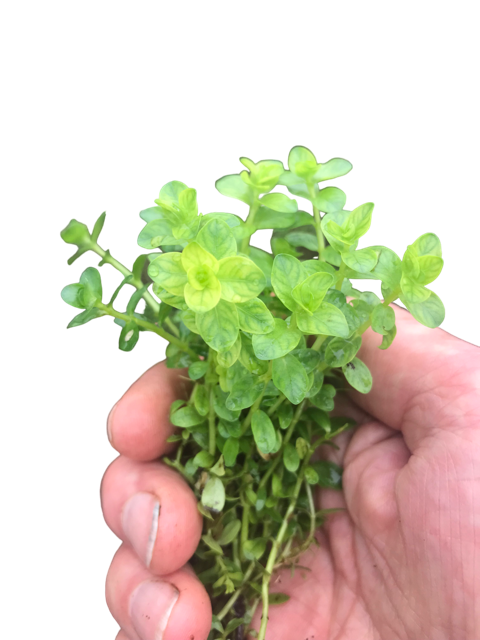 Rotala species green