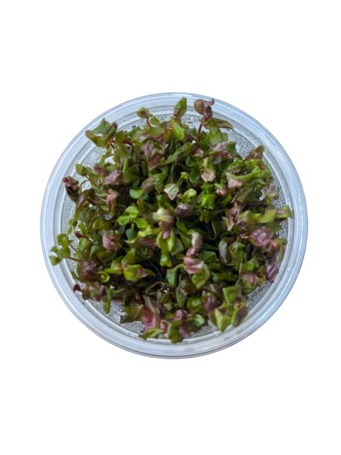 Tissue Culture Cup Rotala macrandra