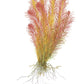 Rotala wallichii
