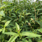 Persicaria maculosa "Sao Paulo"