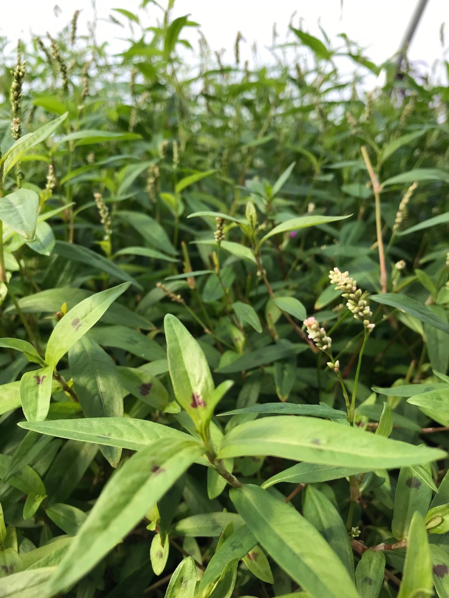 Persicaria maculosa "Sao Paulo"