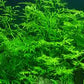 Ceratopteris thalictroides "Sprite Fine"