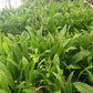 Echinodorus amazonica "Amazon sword"