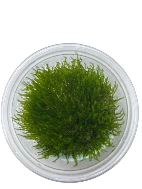 Tissue Culture Cup Taxiphyllum alternans 'Taiwan moss'