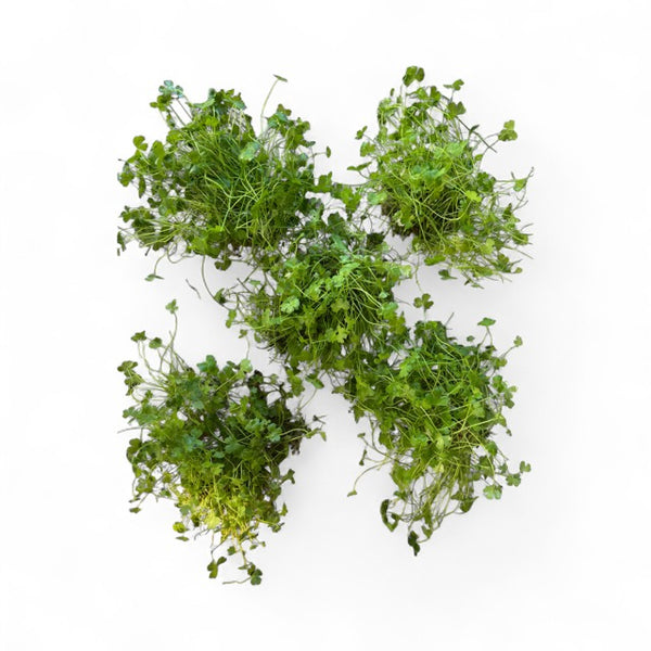 Hydrocotyle tripartita 'mini japan' x 5 Buy