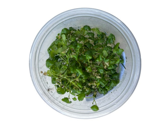 Tissue Culture Cup Hydrocotyle tripartita