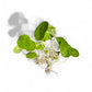 Hydrocotyle Verticillata
