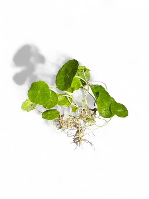 Hydrocotyle Verticillata