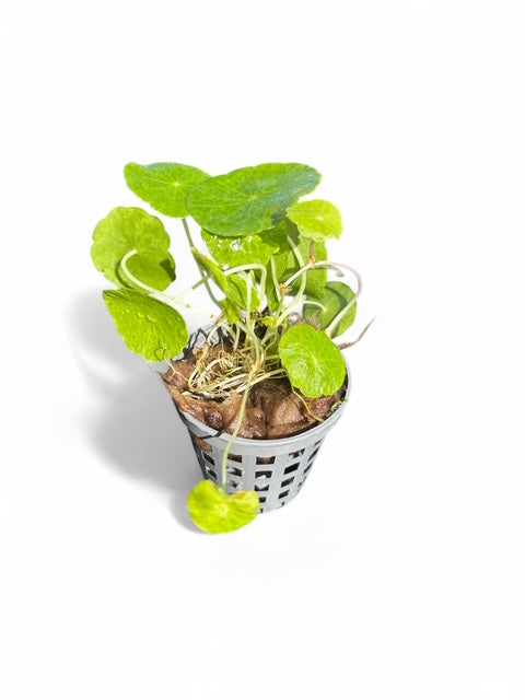 Hydrocotyle Verticillata