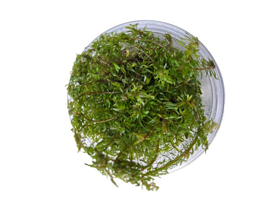 Tissue Culture Cup Rotala wallichii