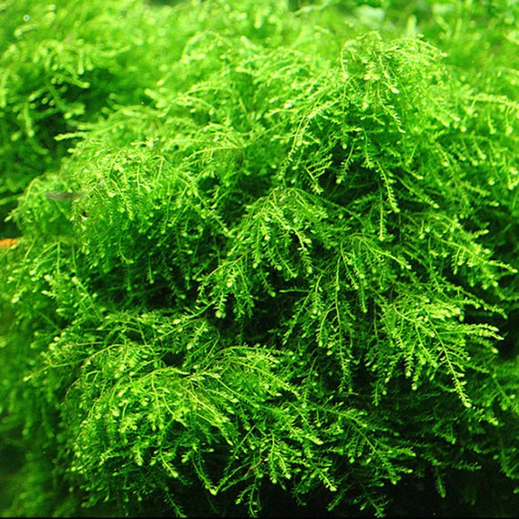 Vesicularia ferriei tub Weeping Moss (Rare) small tub