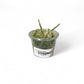 Vesicularia ferriei tub Weeping Moss (Rare) small tub
