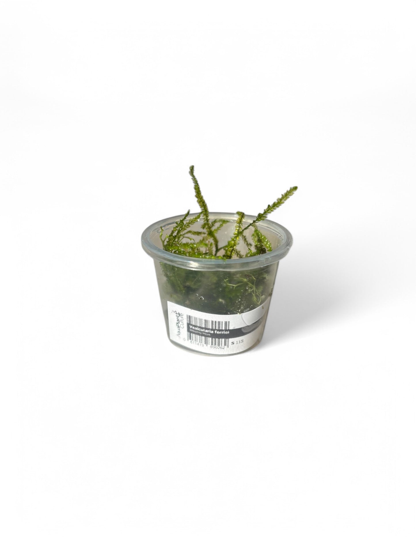 Vesicularia ferriei tub Weeping Moss (Rare) small tub