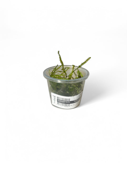 Vesicularia ferriei tub Weeping Moss (Rare) small tub