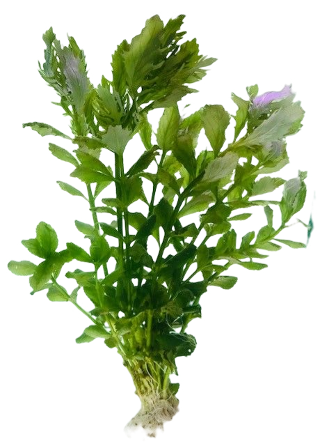 Hygrophilia difformis (Wisteria)